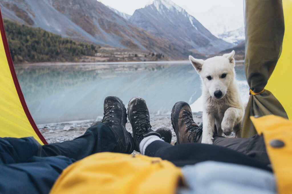 Dog Walking Into Best Backpacking Tent